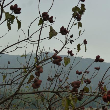 检示大图